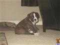 boxer puppy posted by cleodog