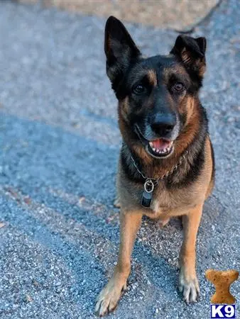 German Shepherd stud dog