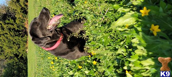 Labrador Retriever dog