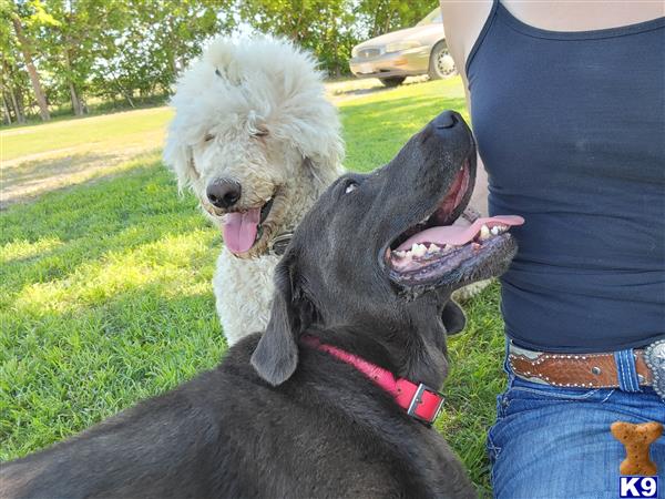 Labrador Retriever dog