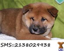 shiba inu puppy posted by clinton1232