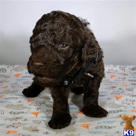 Poodle puppy for sale