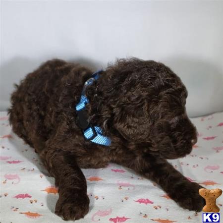 a poodle dog lying on a bed