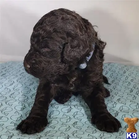 Poodle puppy for sale