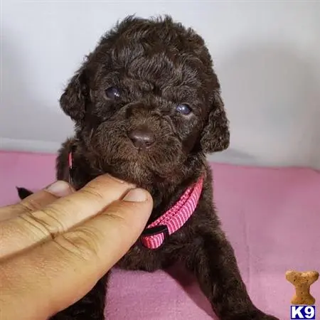 Poodle puppy for sale