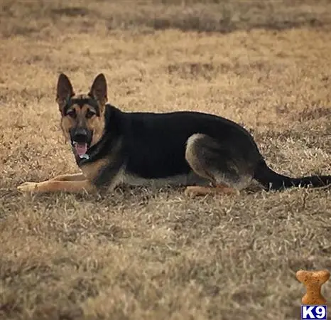 German Shepherd stud dog