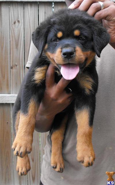 block rottweiler rottweiler puppy for sale block rottweiler females for sale 9 years block rottweiler rottweiler puppy for sale block rottweiler females for sale 9 years