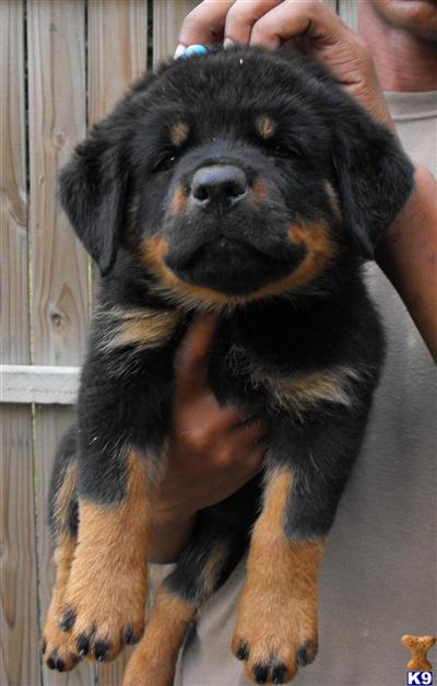 block rottweiler rottweiler puppy for sale block rottweiler females for sale 9 years block rottweiler rottweiler puppy for sale block rottweiler females for sale 9 years