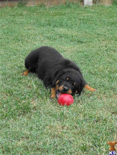 block rottweiler rottweiler puppy for sale block rottweiler females for sale 9 years block rottweiler rottweiler puppy for sale block rottweiler females for sale 9 years