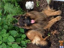 German Shepherd