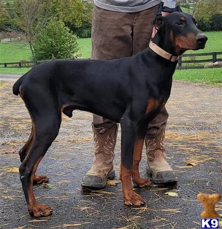 Doberman Pinscher