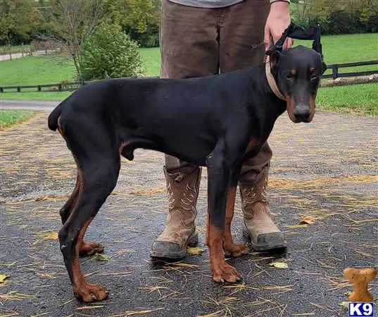 Doberman Pinscher stud dog