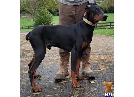 Doberman Pinscher