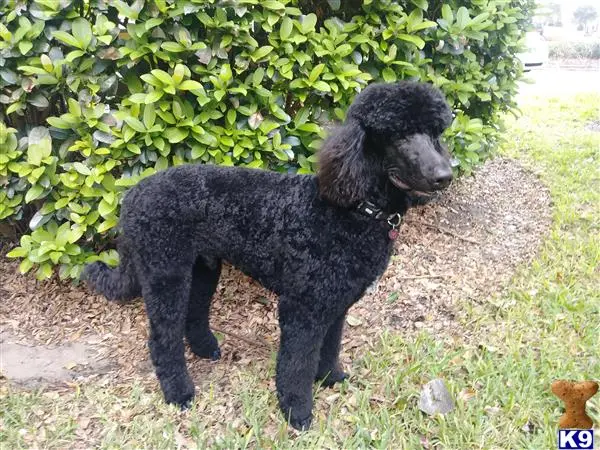 Poodle stud dog