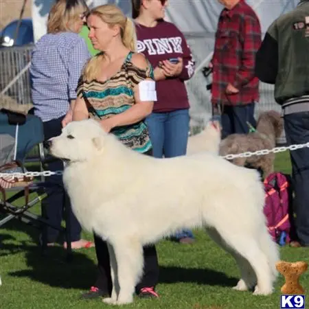 Great Pyrenees stud dog