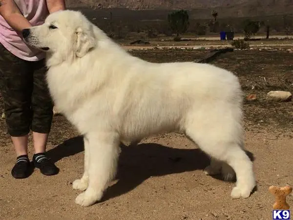 Great Pyrenees