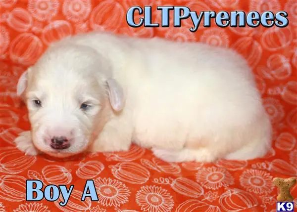 Great Pyrenees puppy for sale