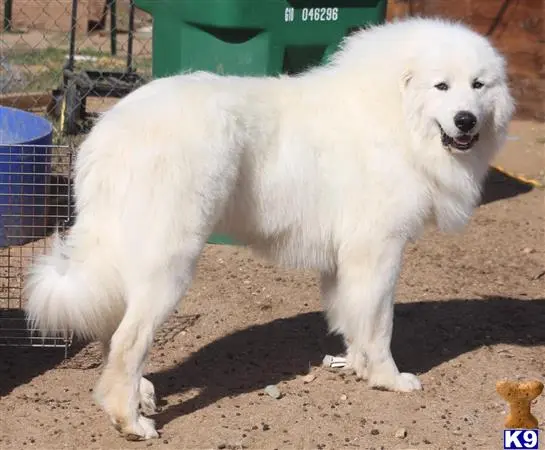 Great Pyrenees stud dog