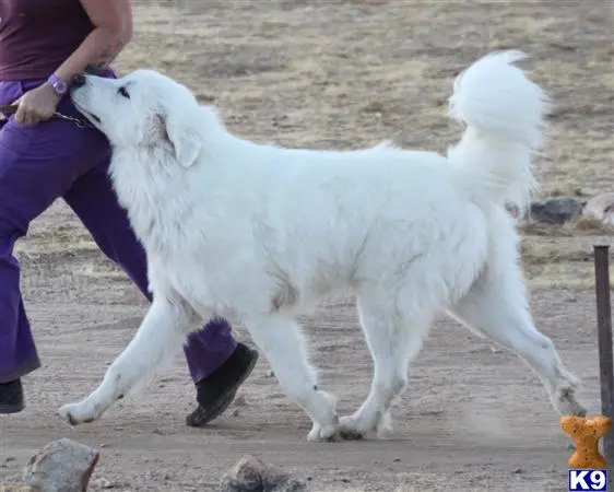 Great Pyrenees stud dog