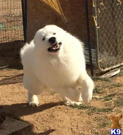 Great Pyrenees stud dog