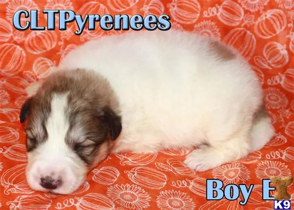 Great Pyrenees puppy for sale