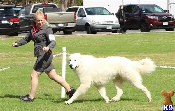 Great Pyrenees stud dog