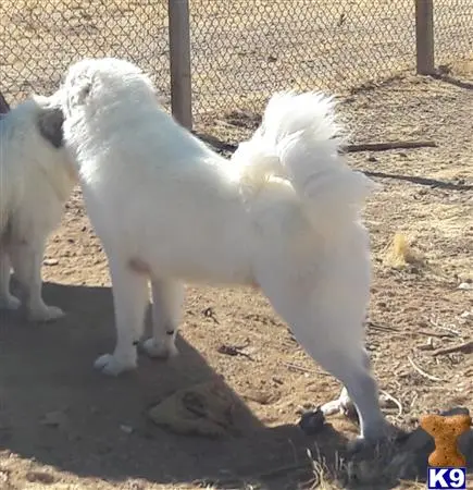 Great Pyrenees stud dog