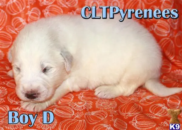 Great Pyrenees puppy for sale