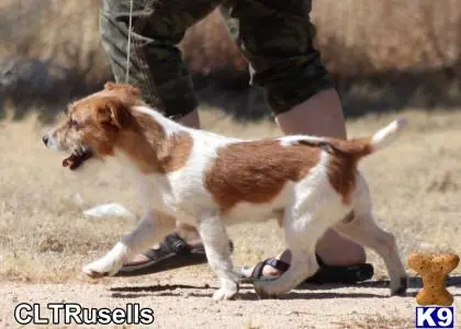 Jack Russell Terrier stud dog