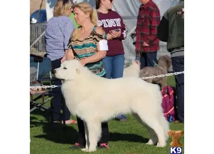 Great Pyrenees