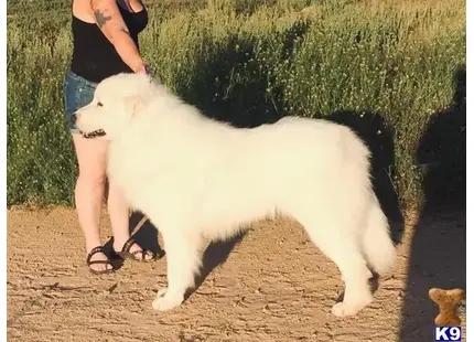 Great Pyrenees