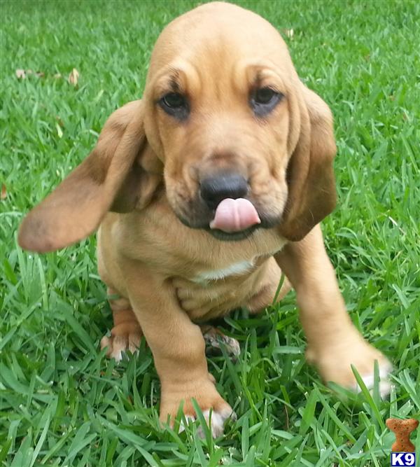 bloodhound puppy for sale bloodhound puppies www imgkid the image kid has it bloodhound puppy for sale bloodhound puppies www imgkid the image kid has it