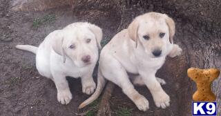 labrador retriever puppy posted by club4paws