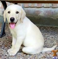 labrador retriever puppy posted by club4paws