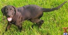 labrador retriever puppy posted by club4paws