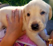 labrador retriever puppy posted by club4paws