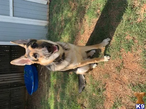 German Shepherd stud dog