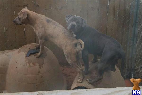 blue merle pitbull puppies for sale american pit bull puppy for sale blue merle 2 years blue merle pitbull puppies for sale american pit bull puppy for sale blue merle 2 years