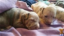 american pit bull puppy posted by clutchtymecycles