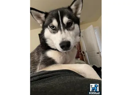 Siberian Husky