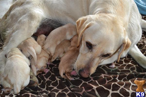 Labrador Retriever