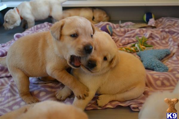 Labrador Retriever