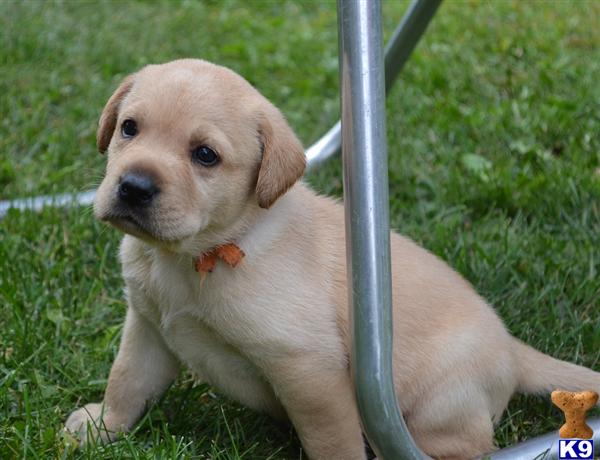 Labrador Retriever