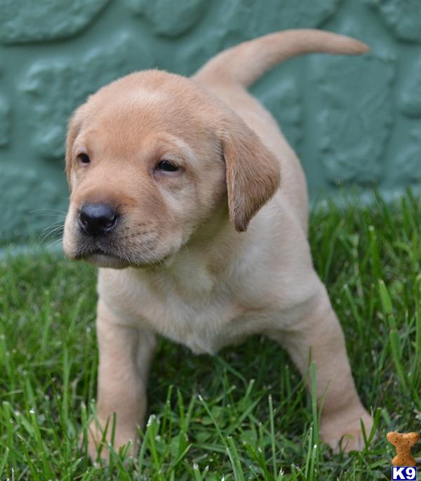 Labrador Retriever