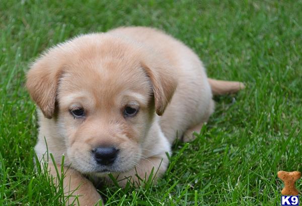 Labrador Retriever