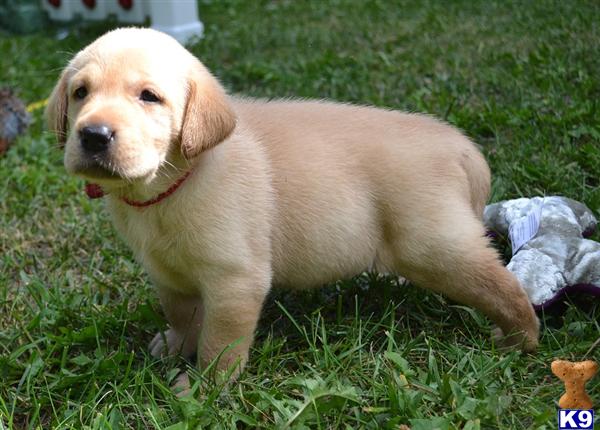 Labrador Retriever