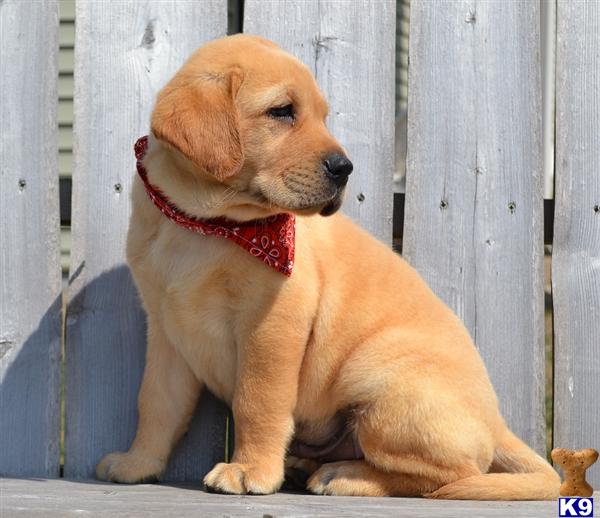 Labrador Retriever