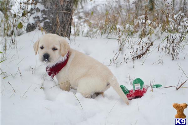 Labrador Retriever