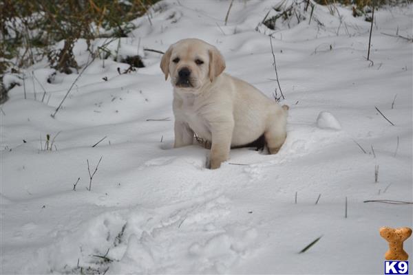 Labrador Retriever