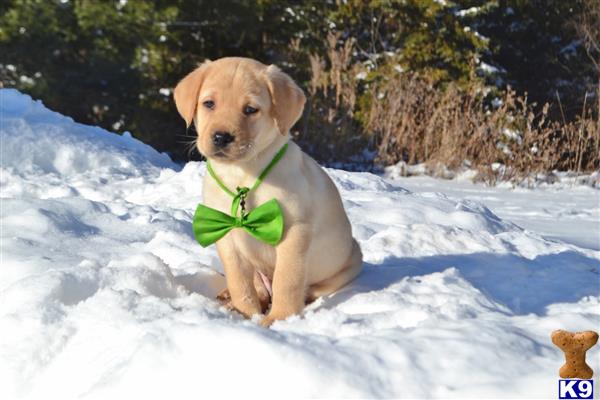 Labrador Retriever